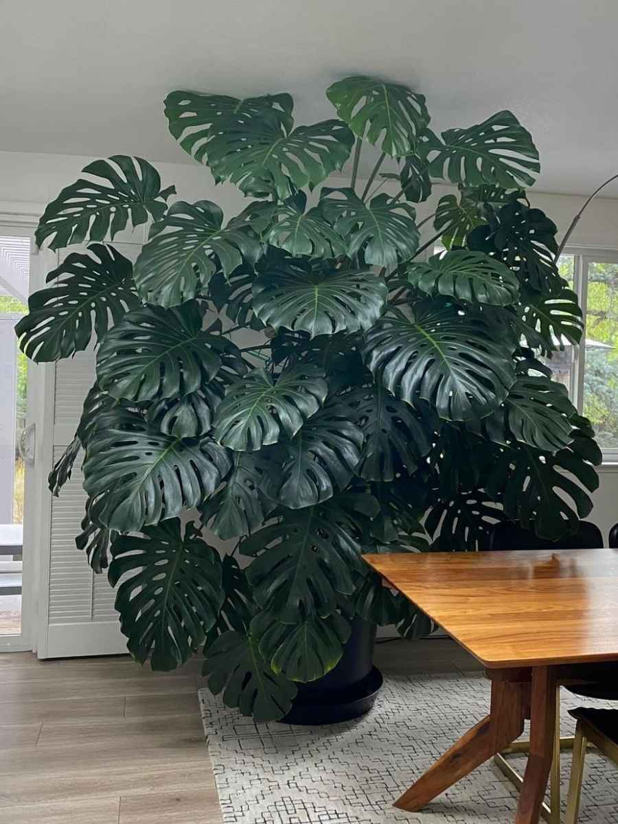 Monstera Deliciosa
