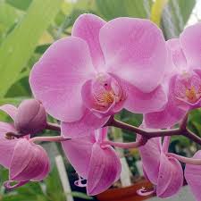 Orchidee Phalaenopsis