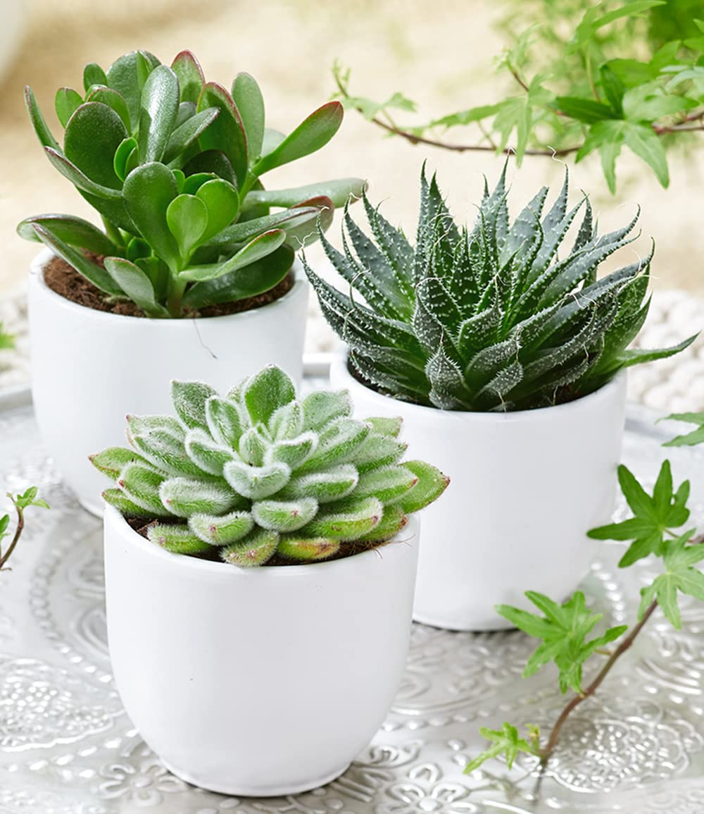 Sukkulenten-Set (3er)